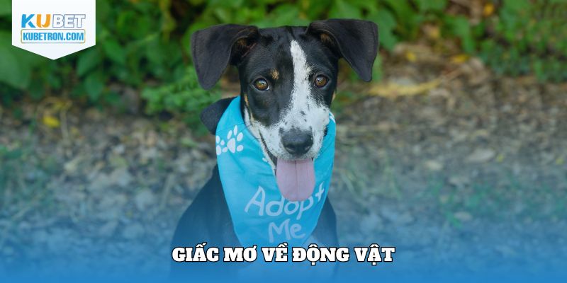 Giải mã giấc mơ về động vật