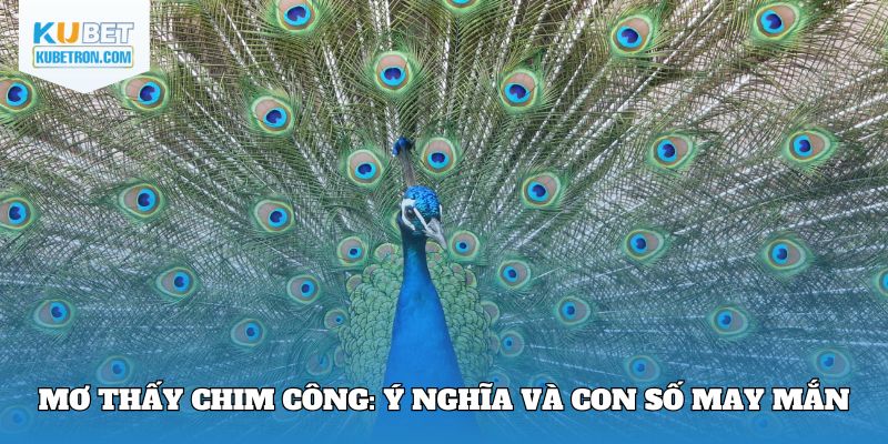 Mơ thấy chim công: Ý nghĩa và con số may mắn