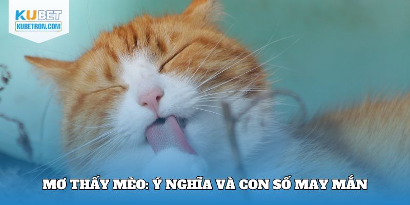 Mơ thấy mèo: Ý nghĩa và con số may mắn