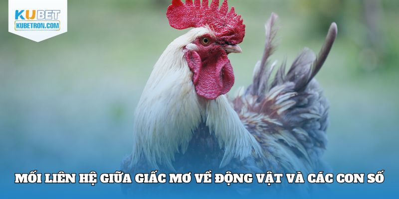 Mối liên hệ giữa giấc mơ về động vật và các con số